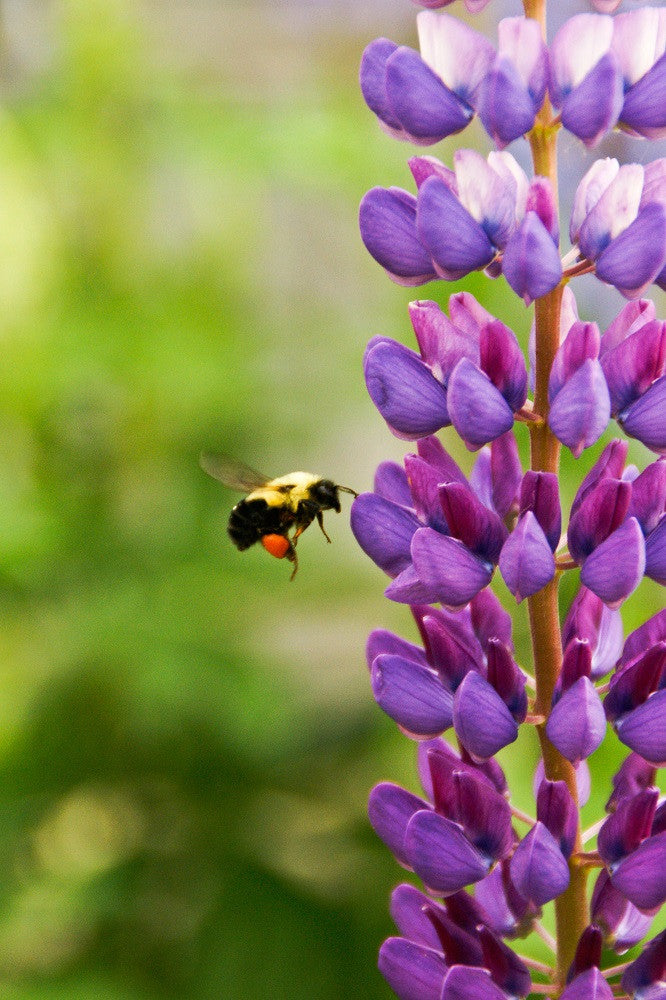 Bee Mine – Flowers for Wildlife, Life and Aromatherapy