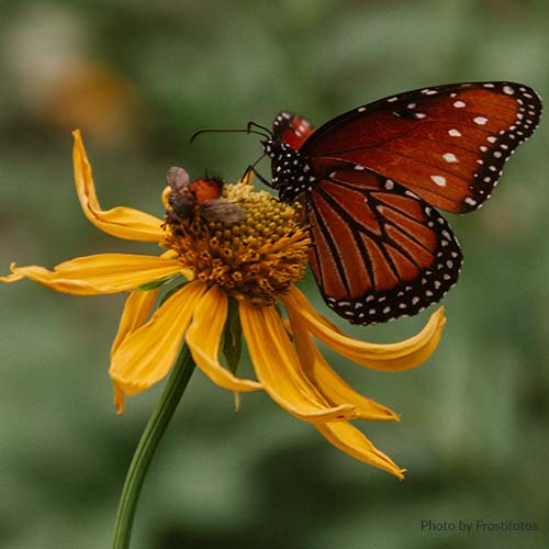 Environmental Impacts of Aromatherapy