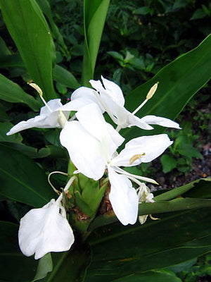 The Allure of White Ginger Lily