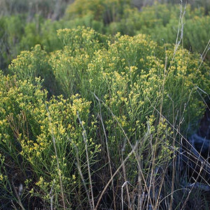 Snakeweed: An Unusual Plant