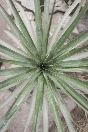 Amazing Aloe for Skin