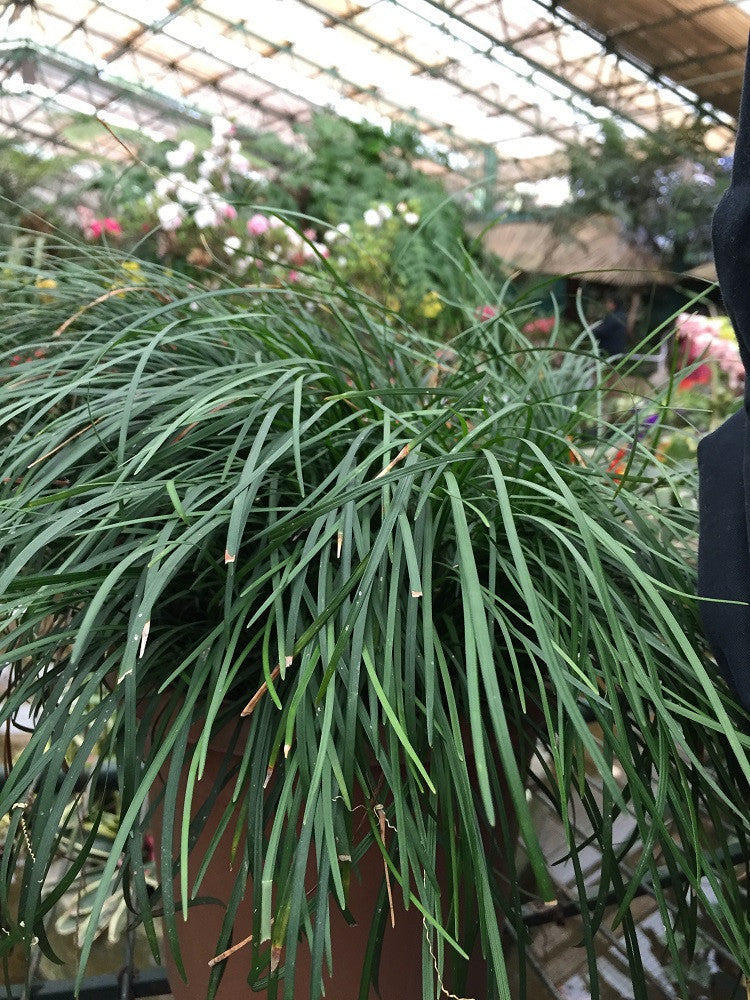 Bugs hate these plants!