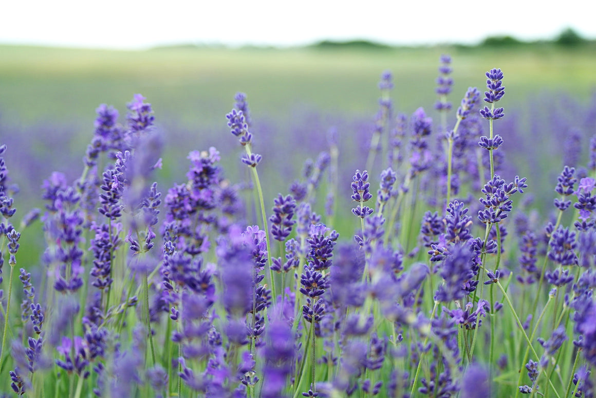Field of Lavender blooming. Nature's Therapy formulated just for you by Mia's Botanicals. Photo courtesy of Pexels.