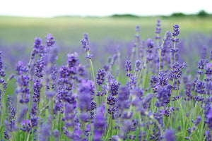 Field of Lavender blooming. Nature's Therapy formulated just for you by Mia's Botanicals. Photo courtesy of Pexels.